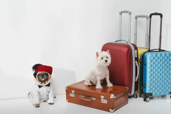 Consejos para viajar con mascotas en Bus